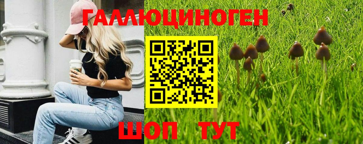 Саянск  Галлюциногенные грибы Psilocybine cubensis  Вход с VPN 